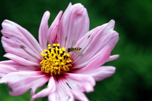 tiny bee on cosmos / rejoicing hills