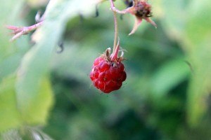 wild raspberry / rejoicing hills