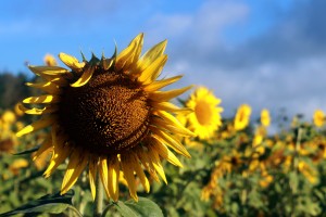 sunflower field / rejoicing hills
