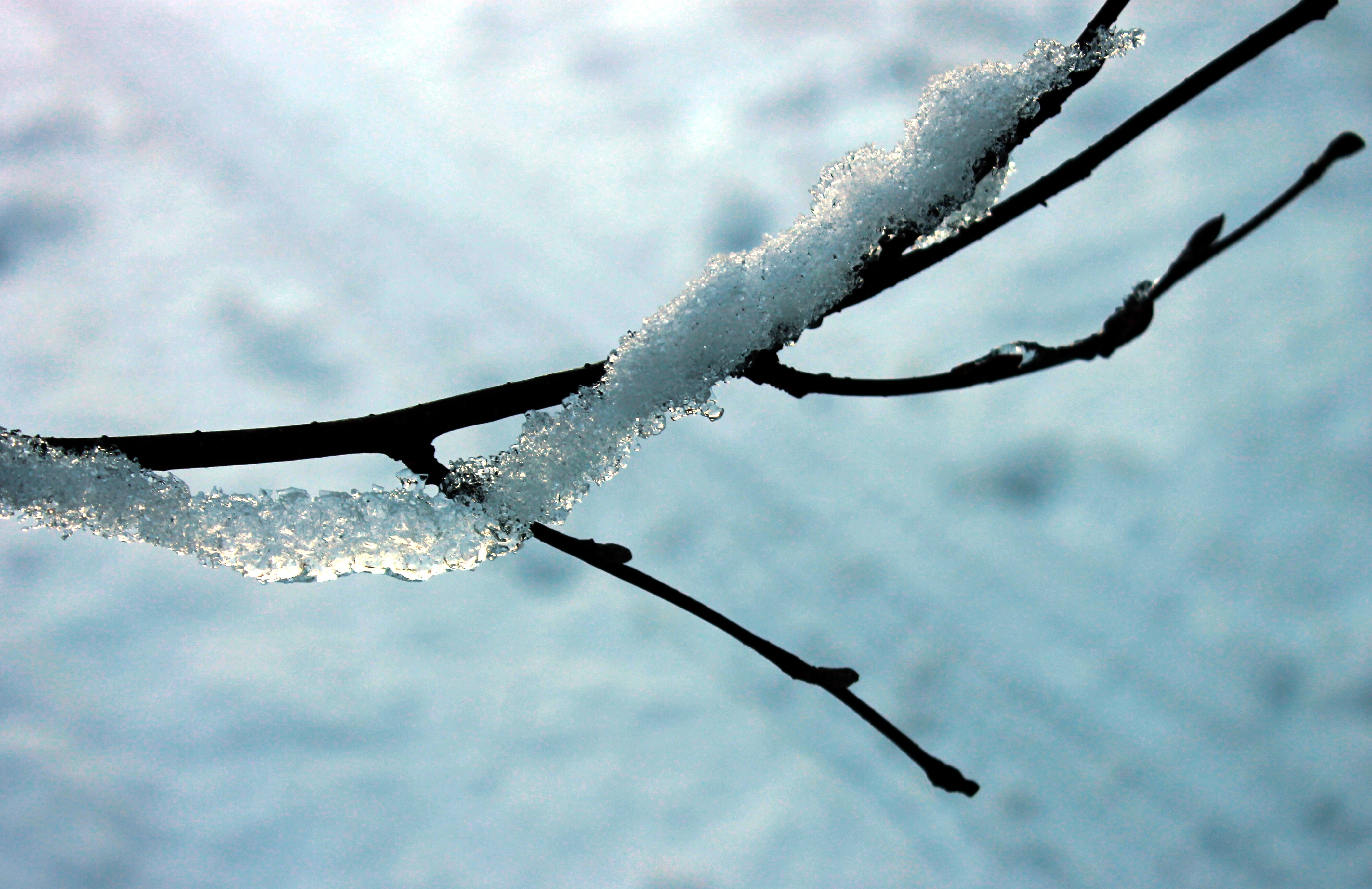 ice on branch